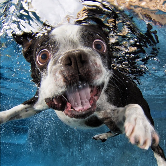 Meet your Posher, Lucas - Picture 2 of 2